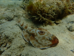 Diplobatis ommata