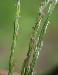Digitaria radicosa