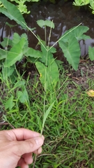 Digitaria radicosa