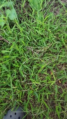 Digitaria radicosa