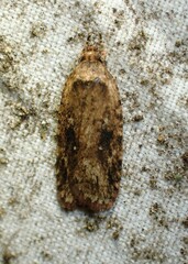 Agonopterix pulvipennella