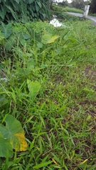 Digitaria radicosa