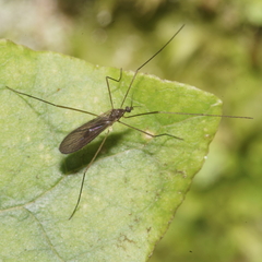 Amphineurus