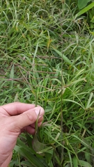 Paspalum paniculatum