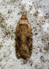 Agonopterix pulvipennella