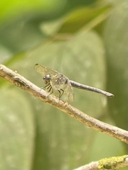 Cratilla lineata