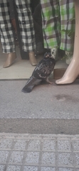 Columba livia domestica
