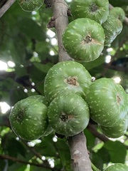 Ficus fistulosa