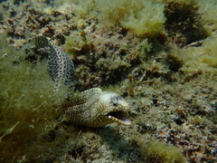 Muraena lentiginosa