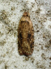 Agonopterix pulvipennella