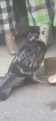Columba livia domestica