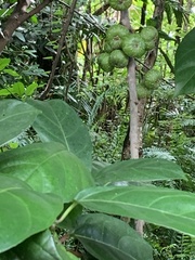 Ficus fistulosa