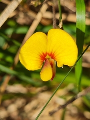 Bossiaea prostrata