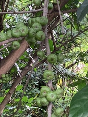 Ficus fistulosa