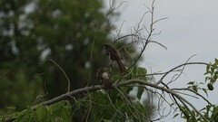 Turdoides hartlaubii