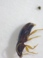 Elaphropus