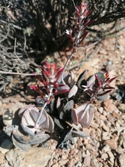 Adromischus triflorus