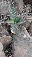 Aloe greatheadii