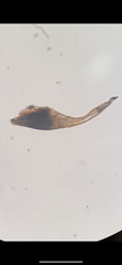 Elaphropus