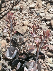Adromischus triflorus