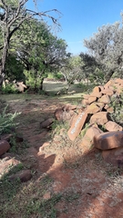Aloe greatheadii