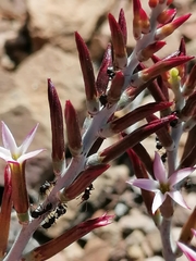 Adromischus triflorus