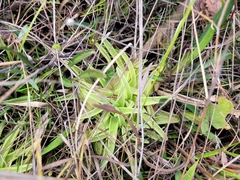 Pinguicula caerulea