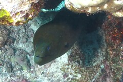 Gymnothorax javanicus