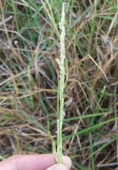 Setaria geminata