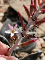 Adromischus triflorus