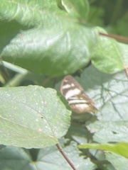 Ptychandra lorquinii