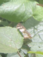 Ptychandra lorquinii