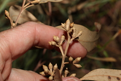 Eucalyptus propinqua