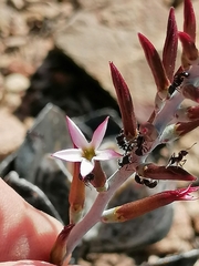 Adromischus triflorus