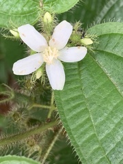 Miconia crenata