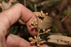 Eucalyptus propinqua