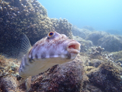 Sphoeroides lobatus