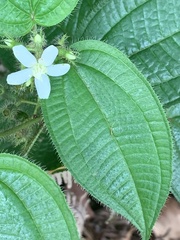 Miconia crenata