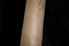 Eucalyptus propinqua