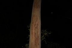 Eucalyptus propinqua