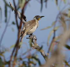 Philemon citreogularis