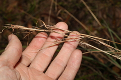 Cymbopogon refractus