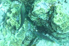 Thalassoma quinquevittatum