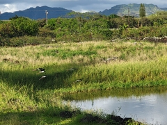Himantopus mexicanus knudseni