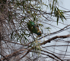Barnardius zonarius barnardi