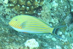 Acanthurus lineatus