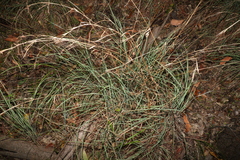 Cymbopogon refractus