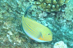 Acanthurus lineatus