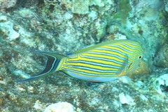 Acanthurus lineatus