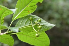 Coussarea chiapensis